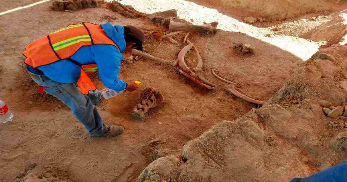 A mammoth discovery!